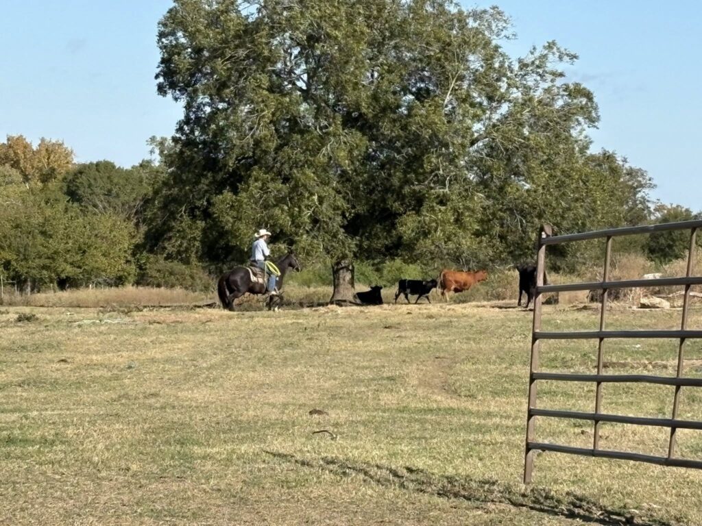 Fence posts installed on rural property